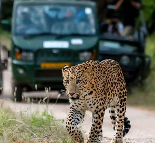 Product Description Image